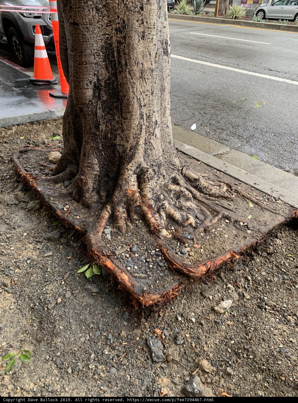 The Mighty Tree and its Visible Roots