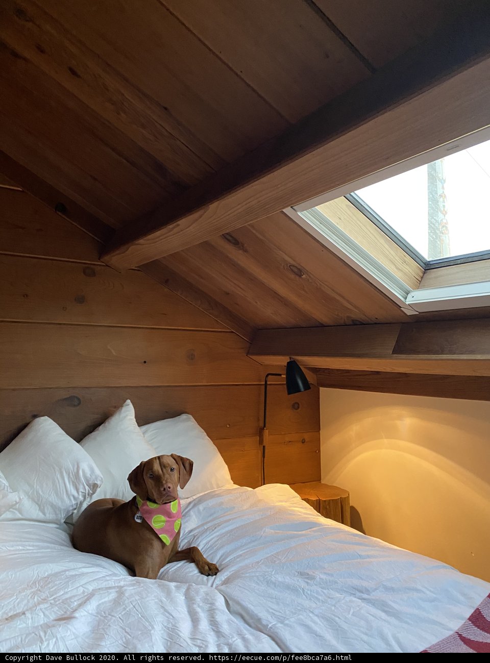Dreaming on a Cozy Bed