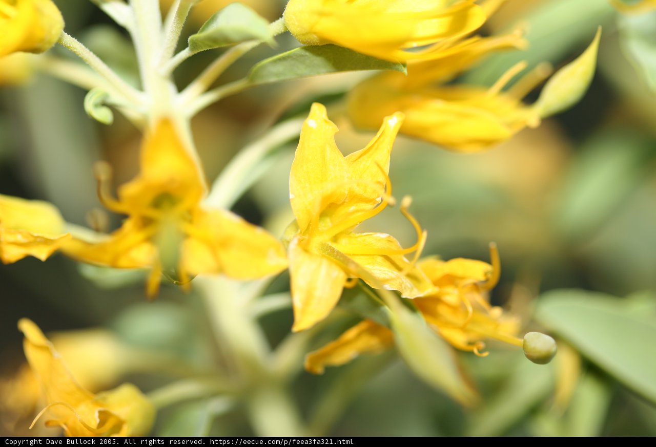 Burst of Sunshine