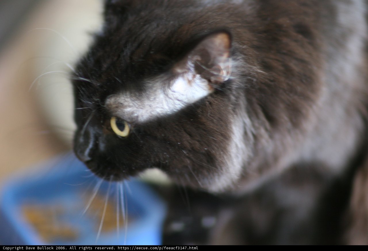 The Enigmatic Black Cat