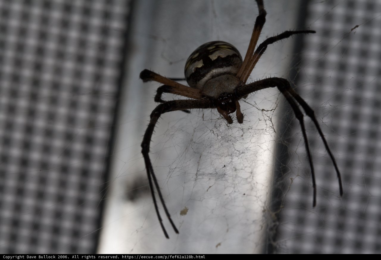 Garden Spider Poses for Macro Close-Up