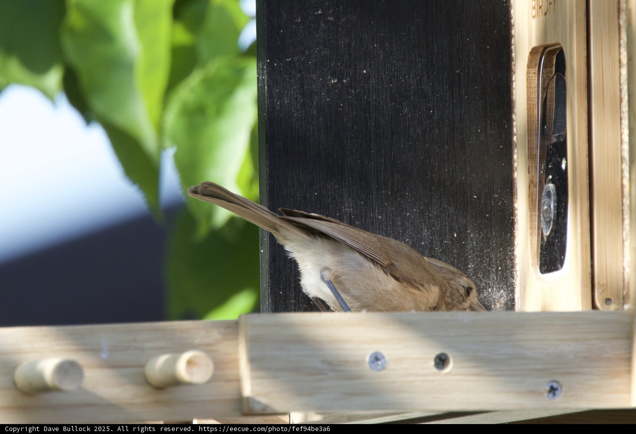Feathered Visitor at the Feeder