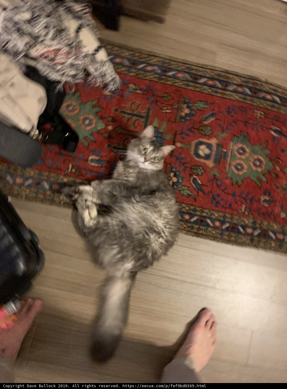 Cozy Companion