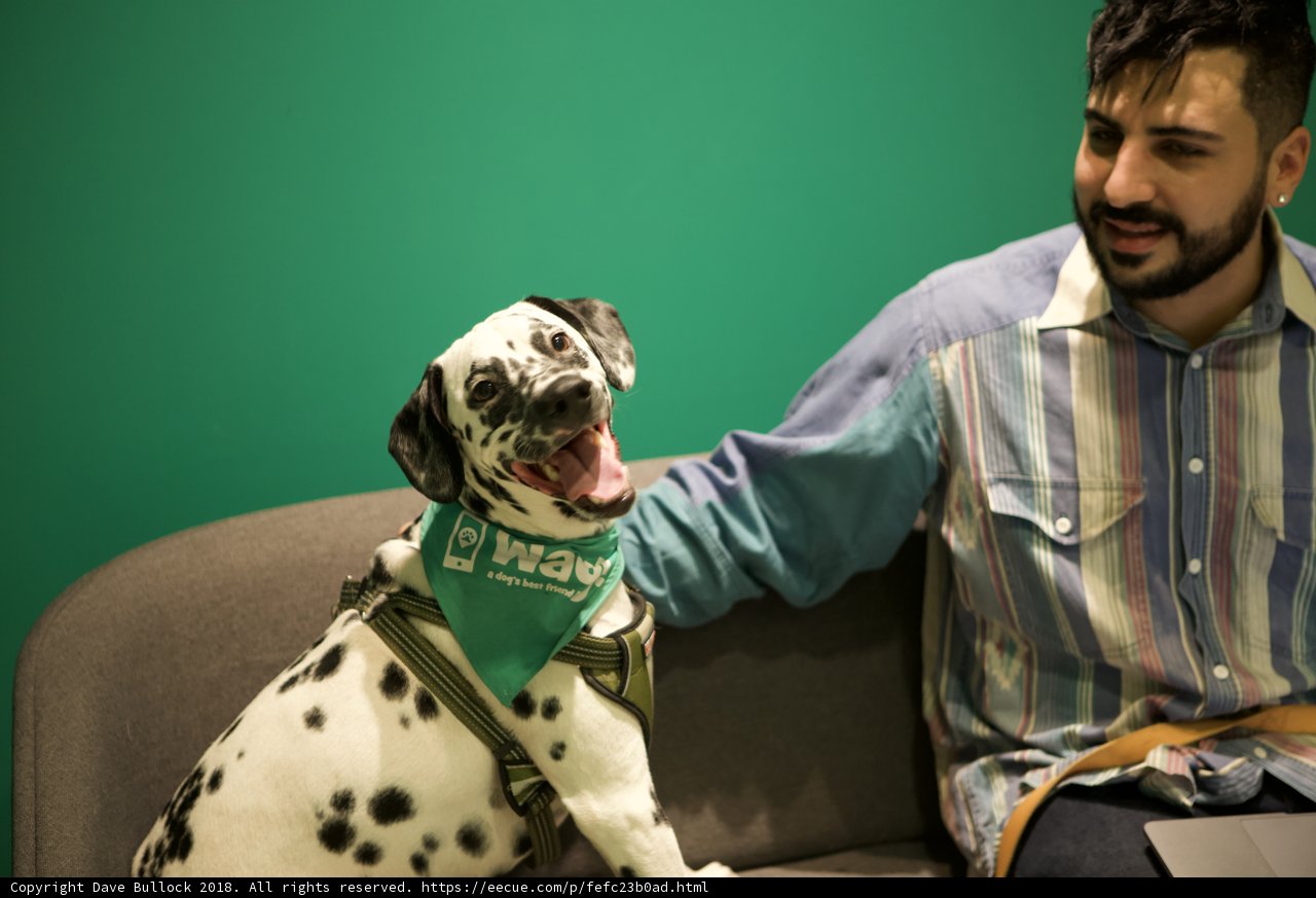 Man's Best Friend