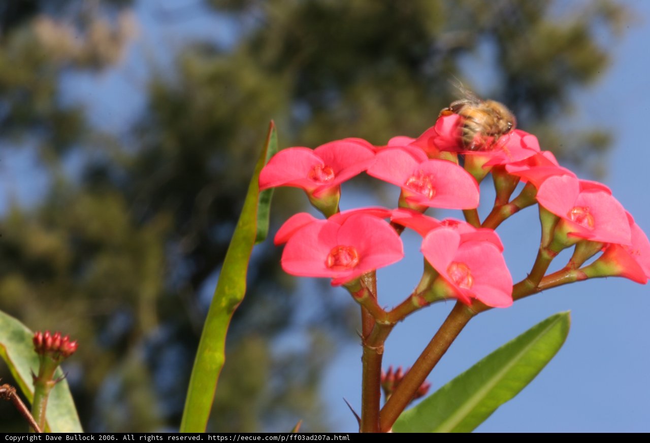 Bee Pollinating a Geranium Flower