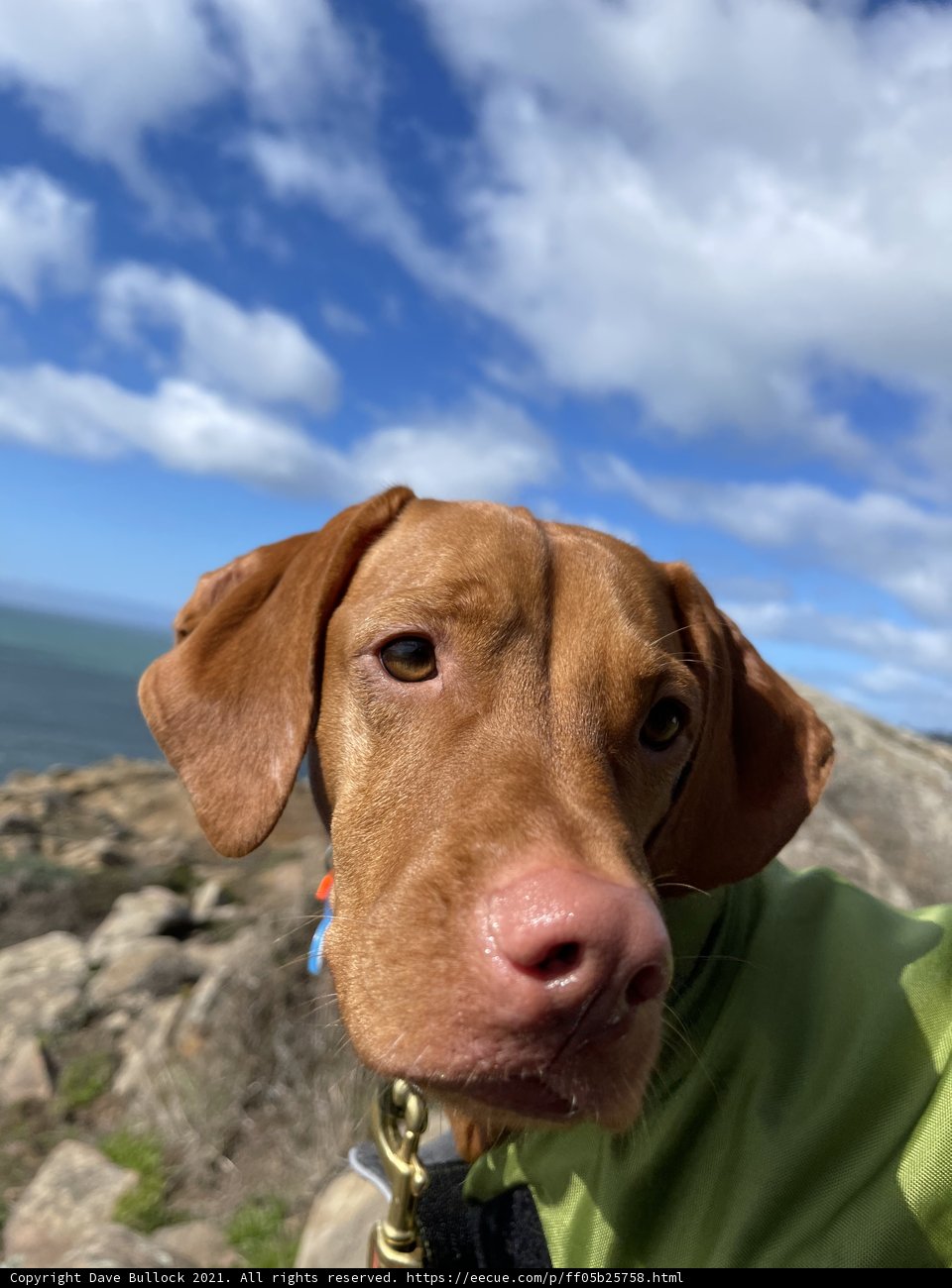 Majestic Vizsla on the Coastal Rocks