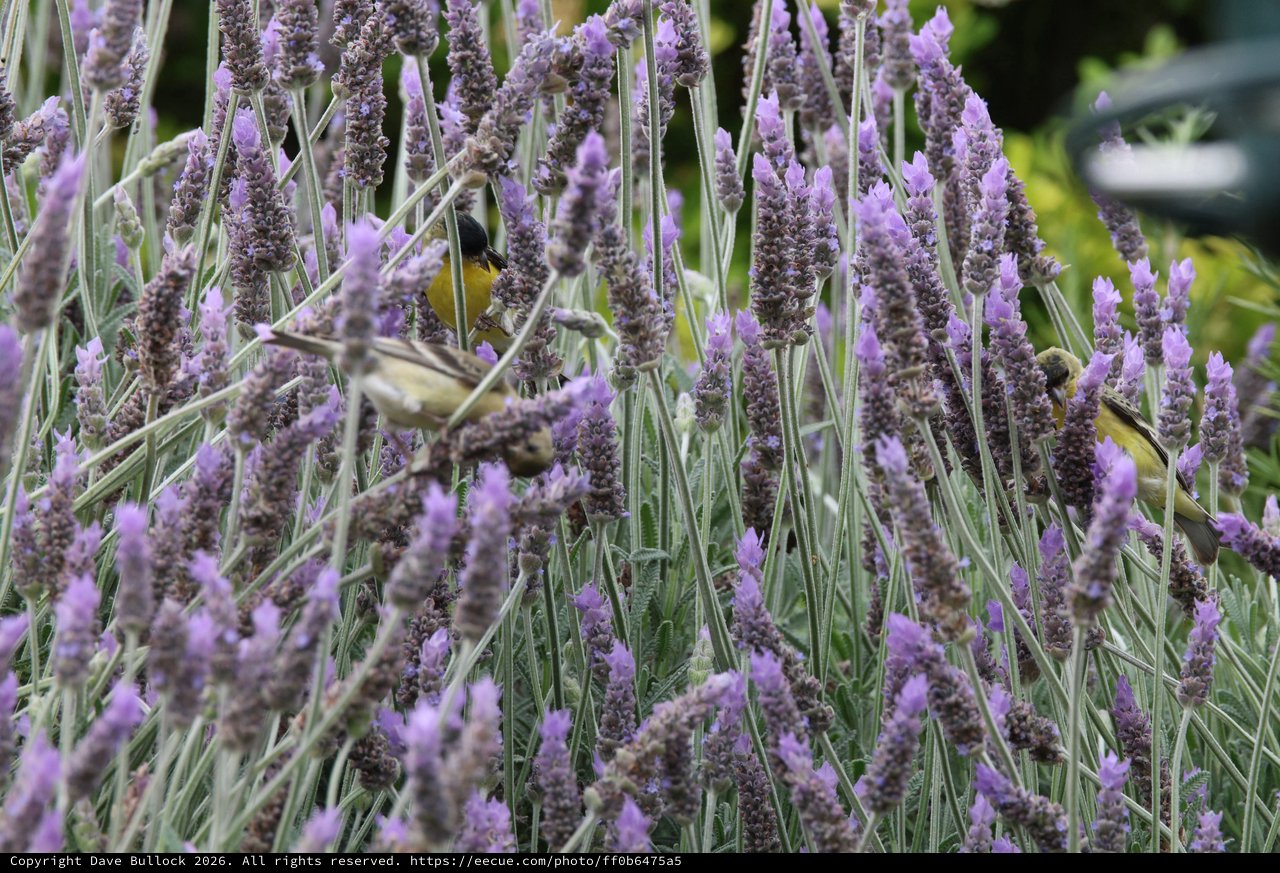 Sunbirds Foraging Among Purple Lavender Flowers