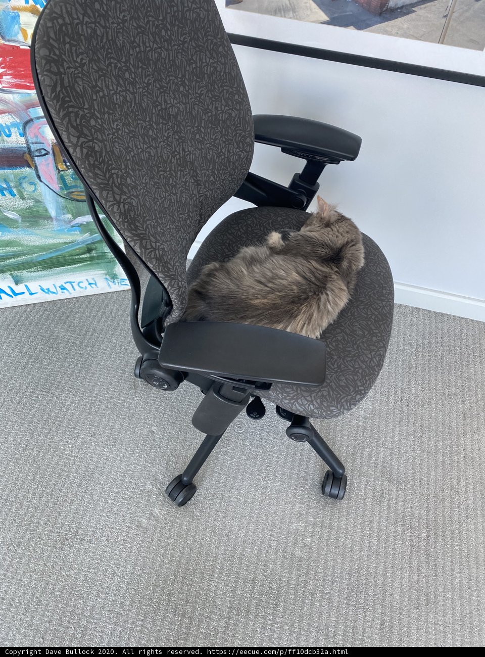 Cozy Cat Lounge