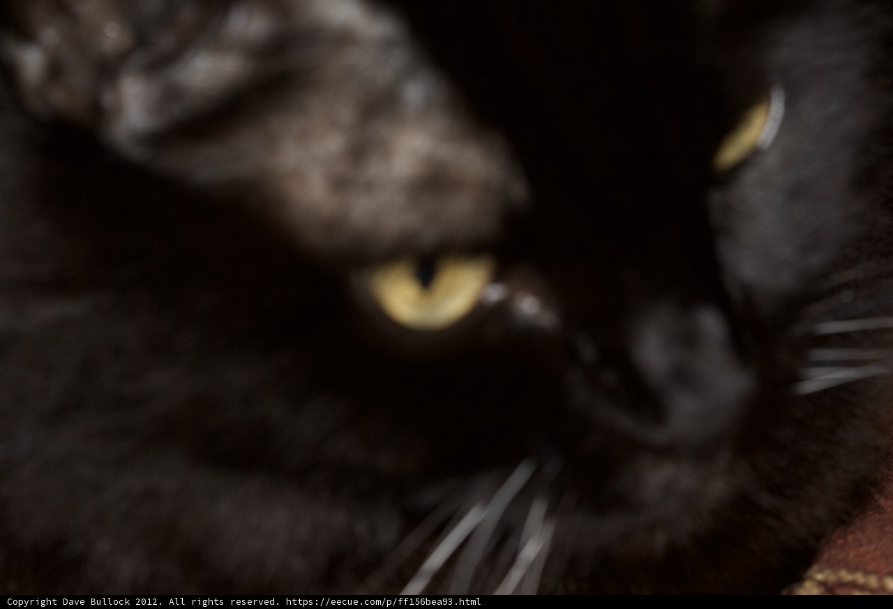 Mysterious Black Cat
