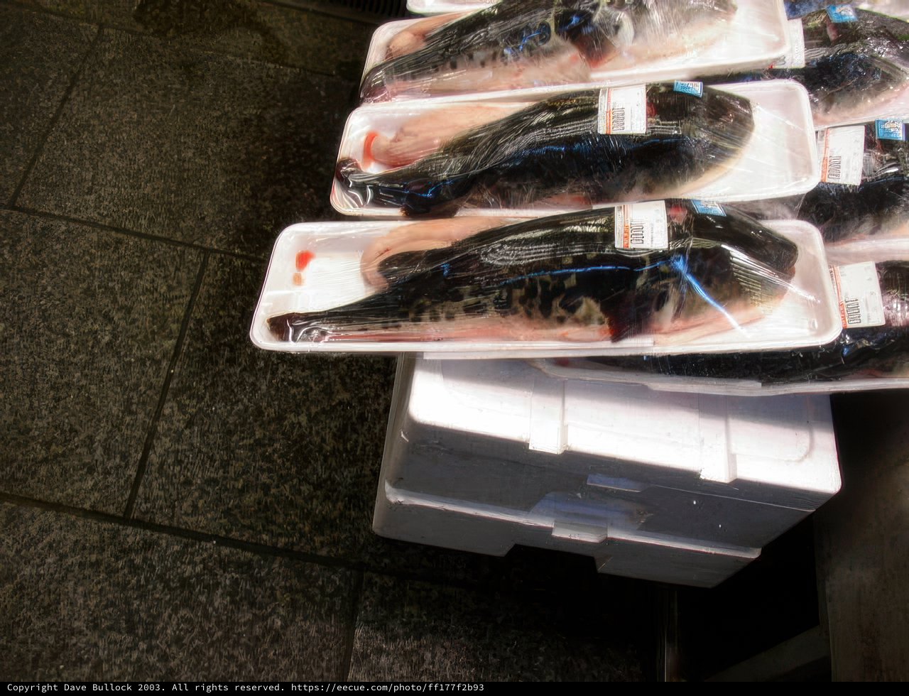 The Fresh Catch of the Day