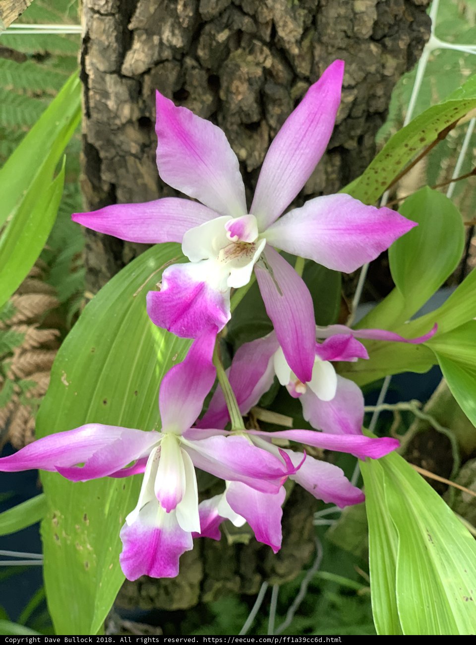 Majestic Purple and White Orchid