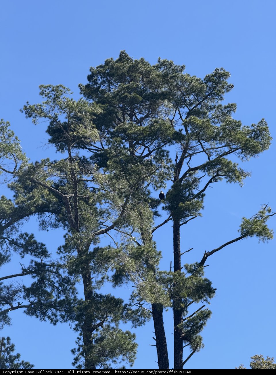 Majestic Pines and their Feathered Companion