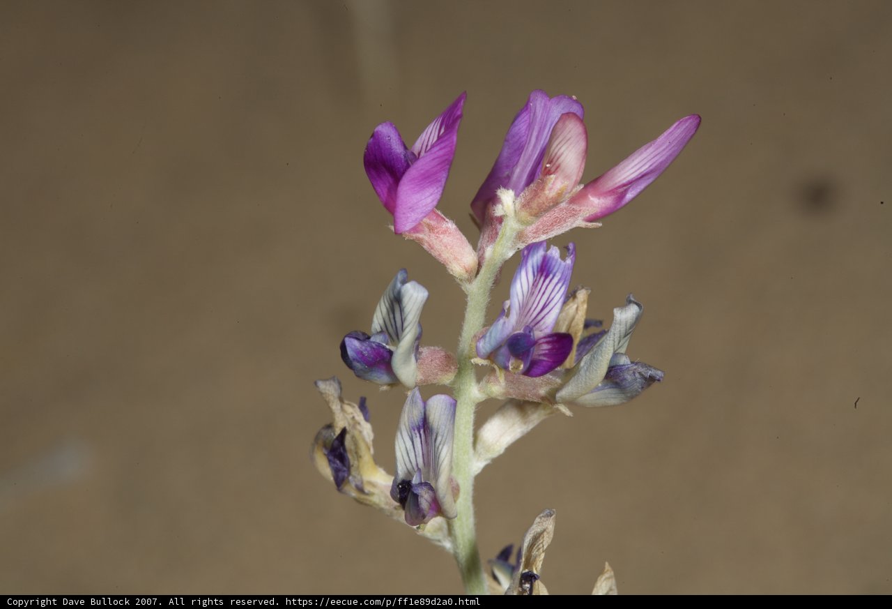 Purple Lupin Flower in the Desert