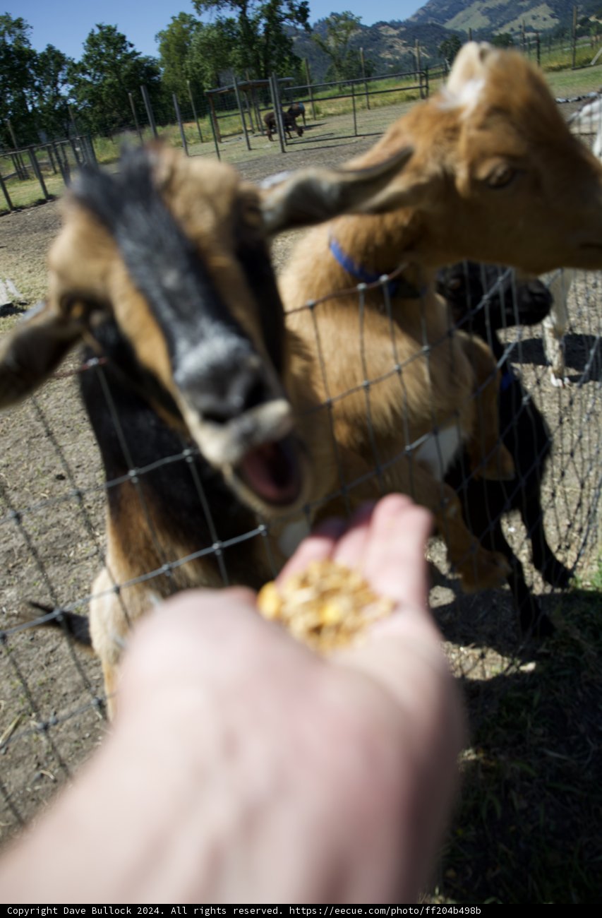 Feeding Frenzy at Calistoga Farm