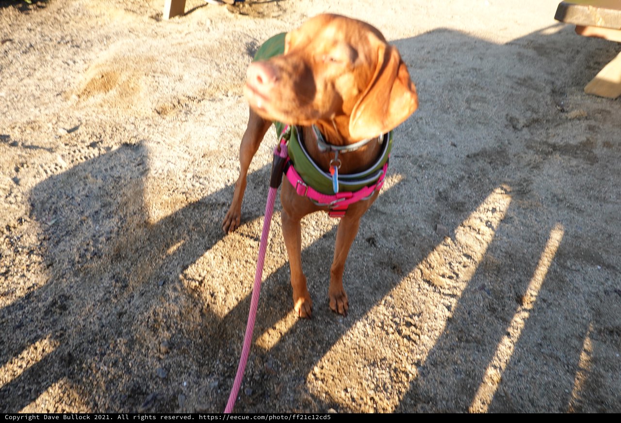 Rescue Dog in Colorful Harness on Asphalt