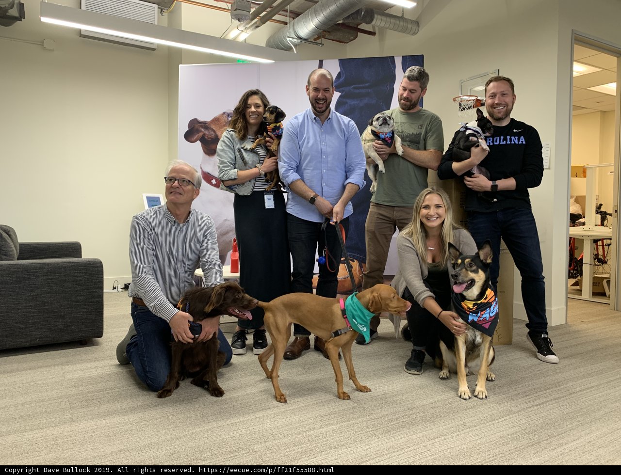 Dogs in the Workplace