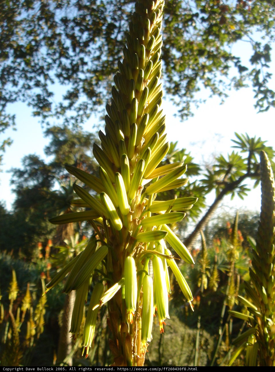 Blooming Agave under the Blue Sky