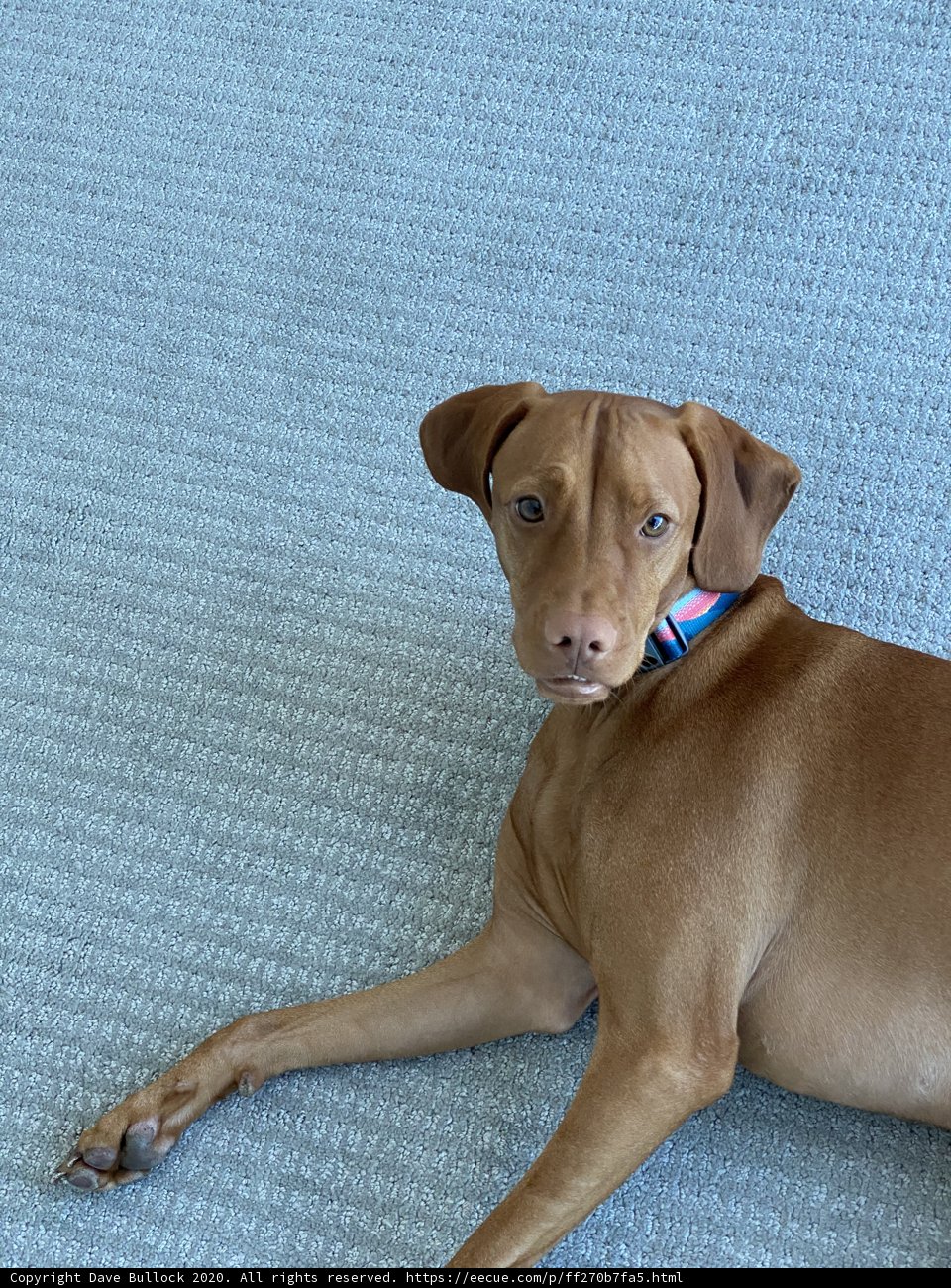 Resting Pup on San Francisco's Carpet