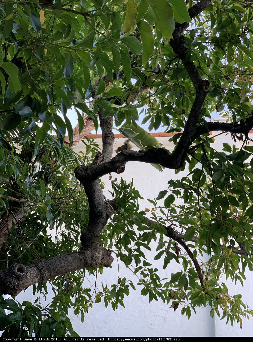 Serene Avian Moment