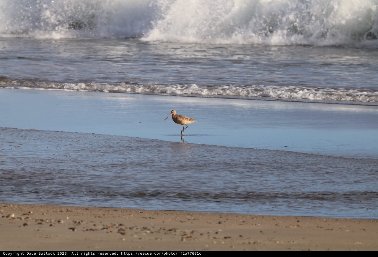 Solitary Shorebird Wading in Surf at Drakes Beach