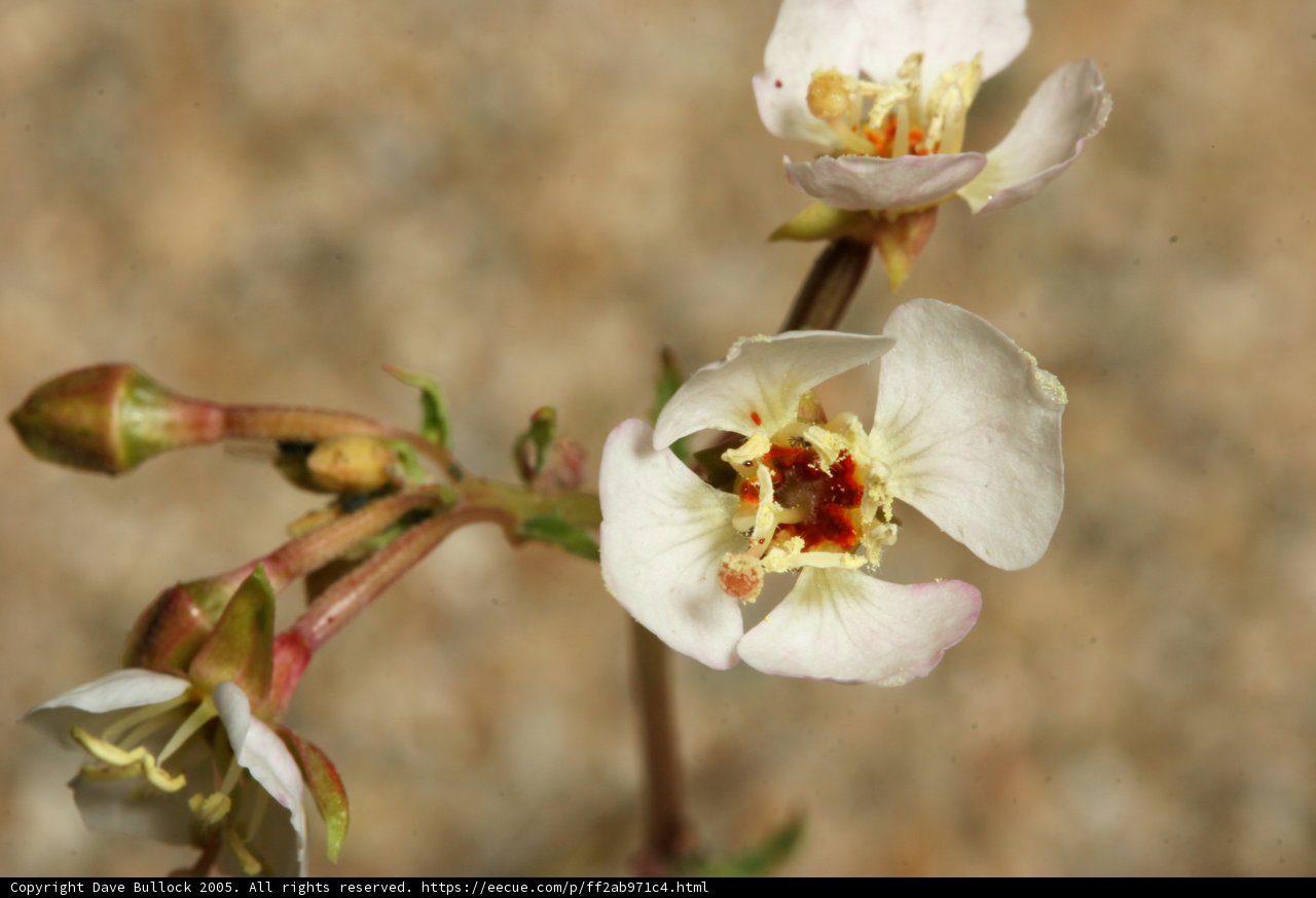 White Petals in Bloom