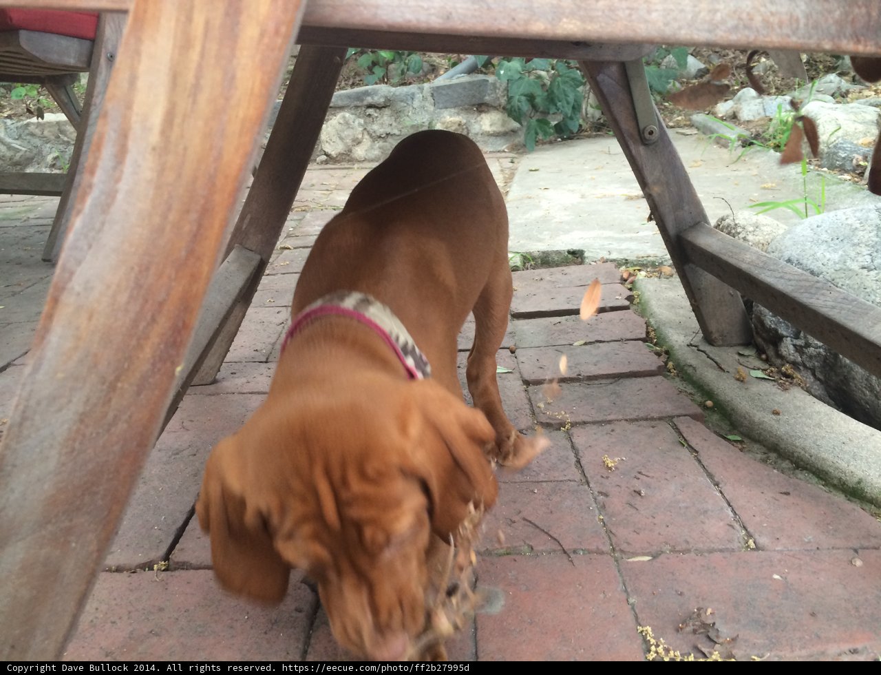 Pup enjoys a chew toy under a rustic table