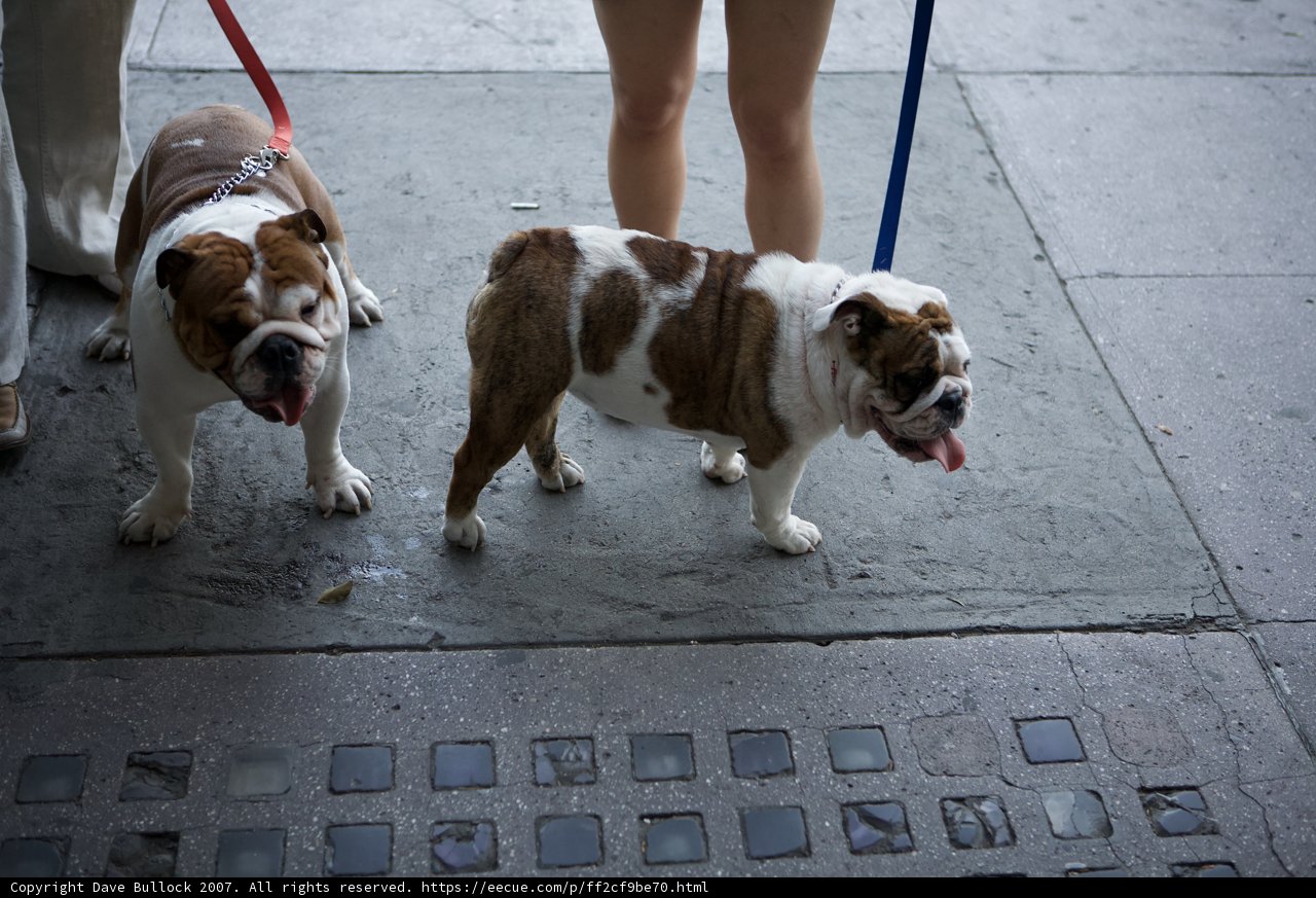 Two Bulldogs Enjoying a Stroll