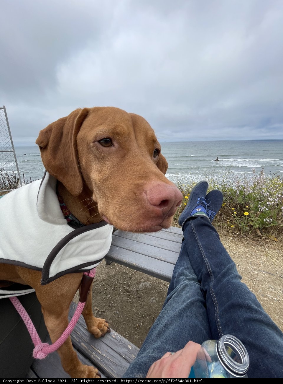 Coastal Companions