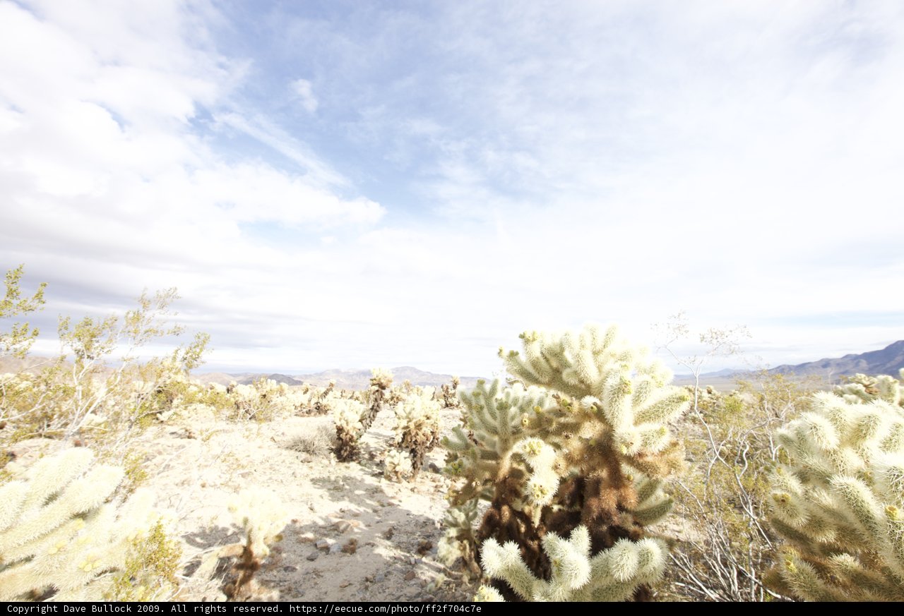 Majestic Scenery of the Joshua Tree Desert