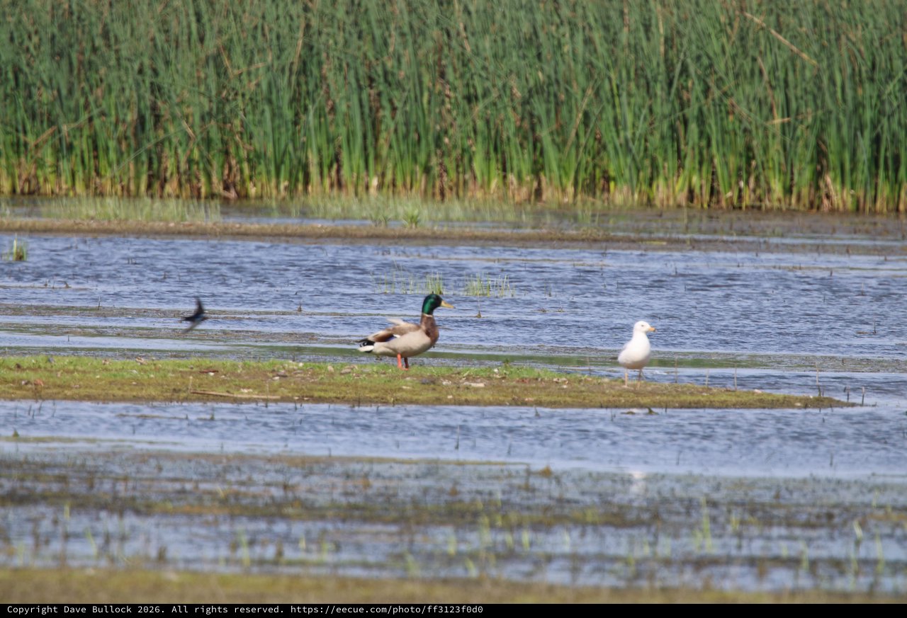 Mallard Duck and Seagull in Wetland Habitat