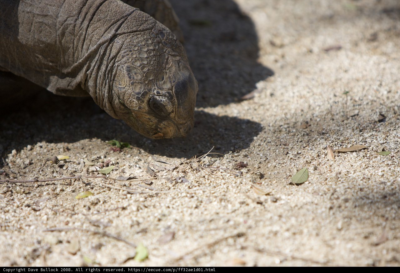 Hungry Tortoise