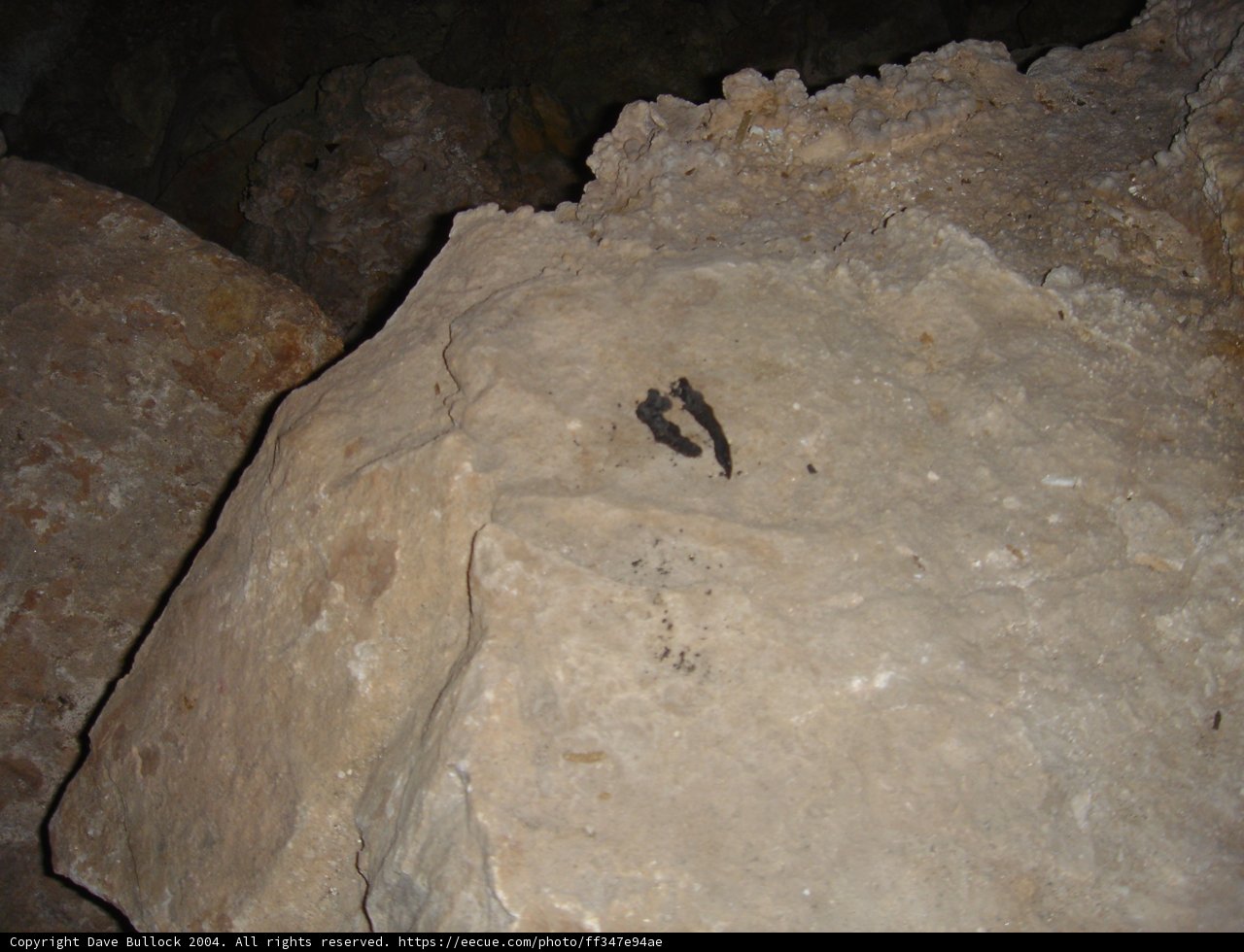 A Bird Perched on a Slate Rock