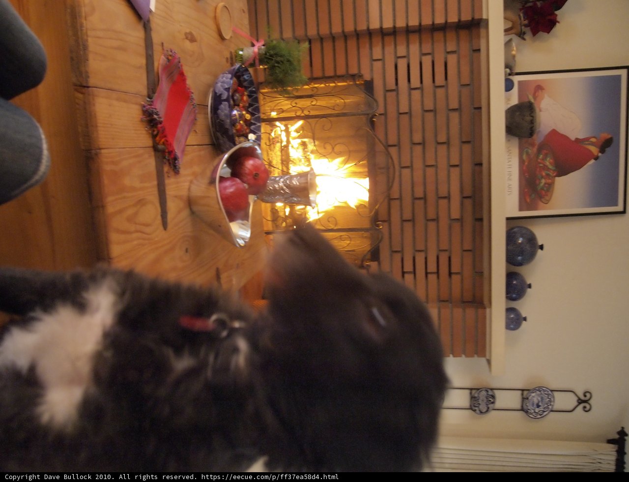 Furry Friend by the Fireplace