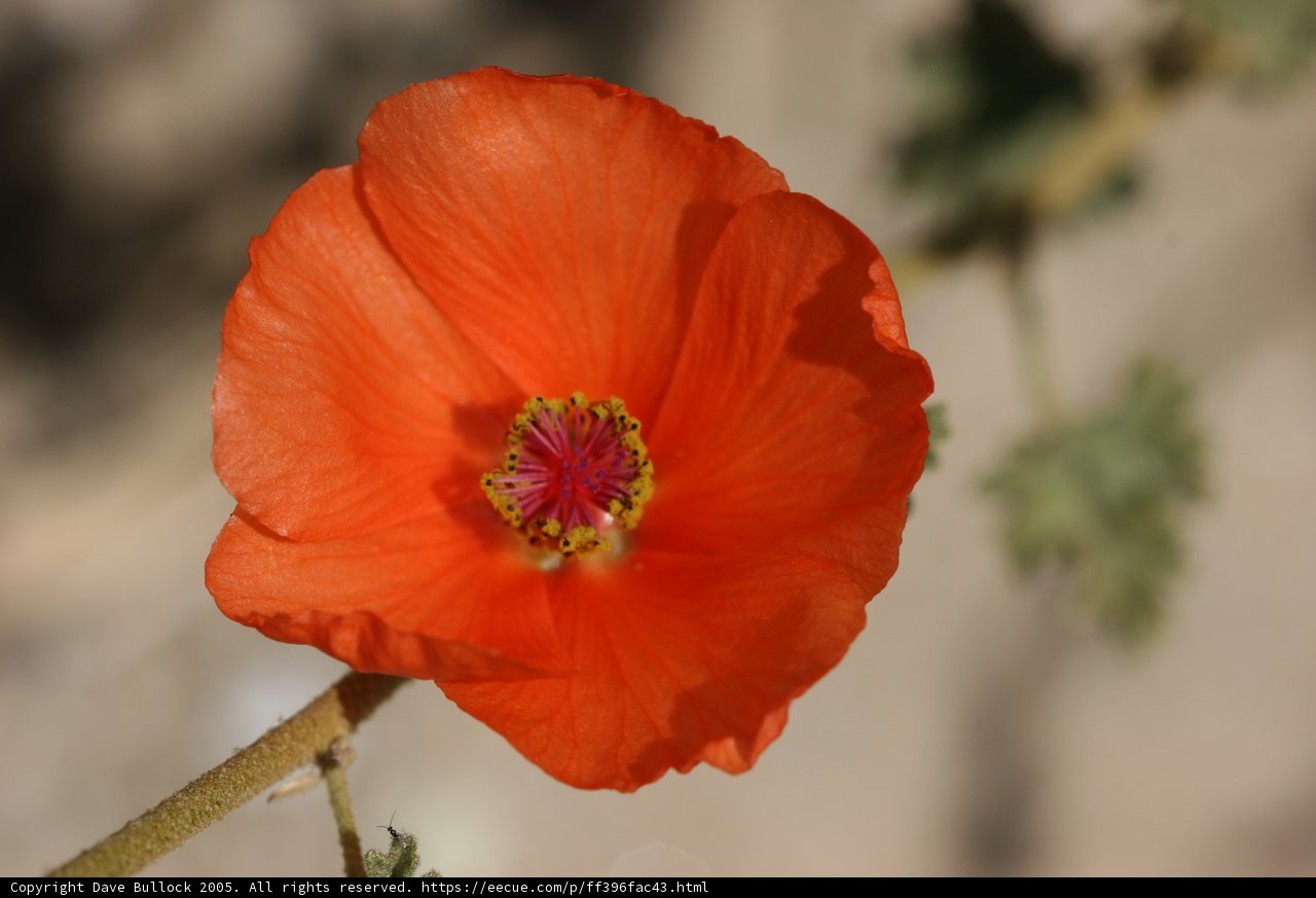 Vibrant Geranium Blossom