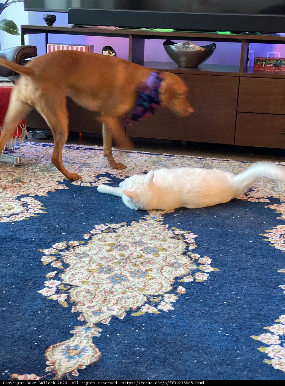 Playtime in the Living Room