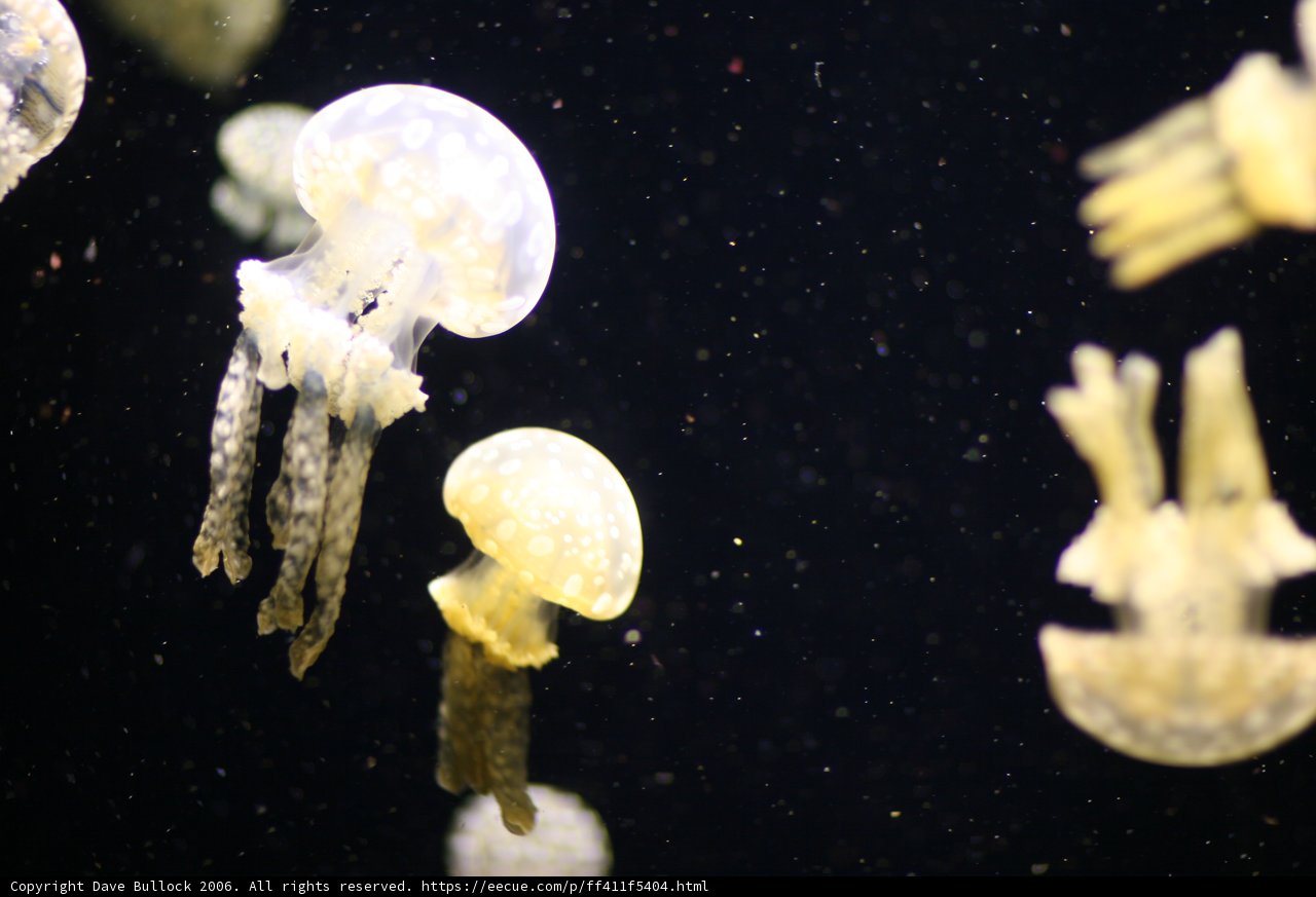 Mesmerizing Jellyfish in their Underwater World