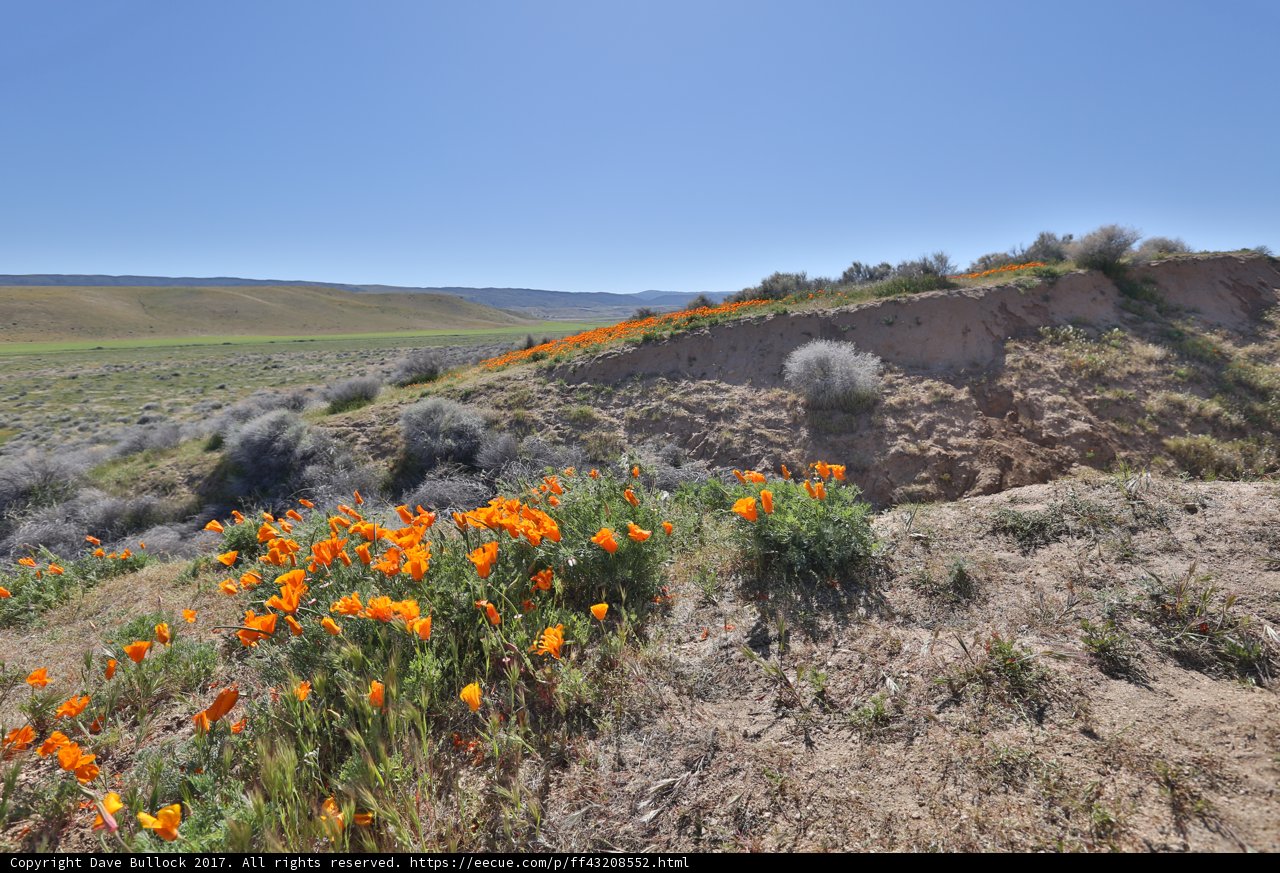 Hills of Orange Blossoms