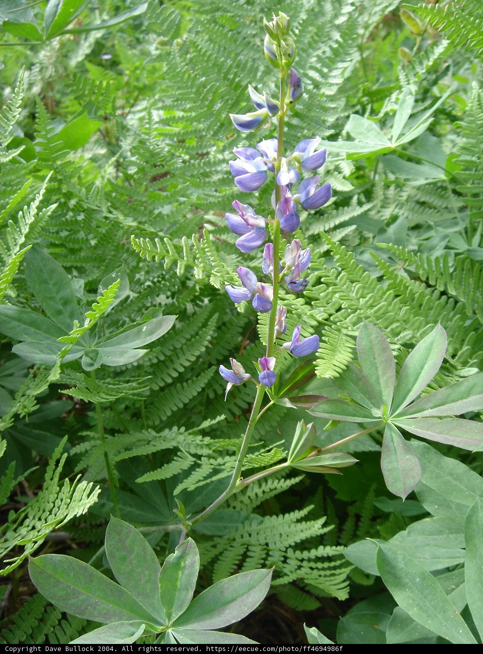 Enchanting Lupin Blossoming in the Forest
