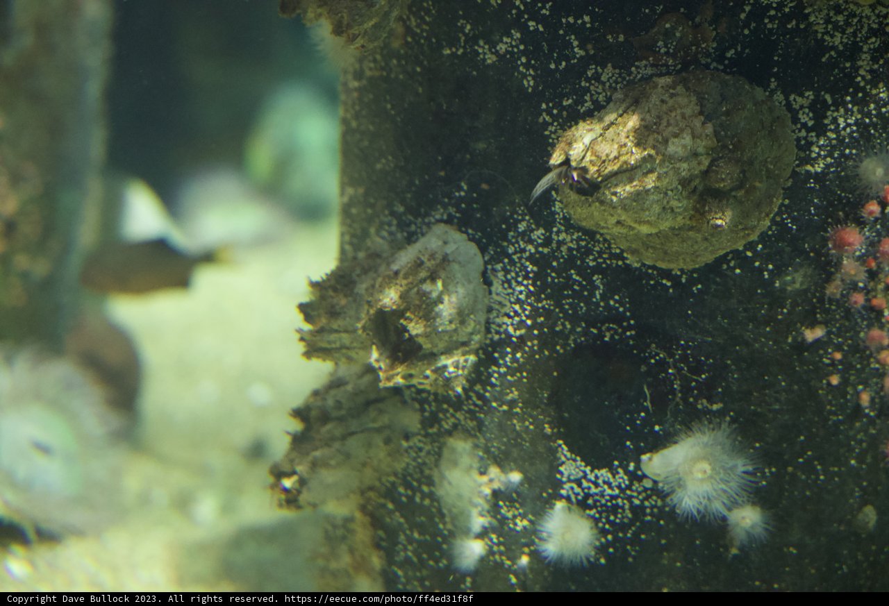 The Coral Confab: An Undersea Gathering