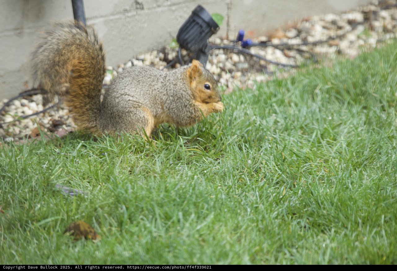 Fox Squirrel Foraging on Suburban Lawn