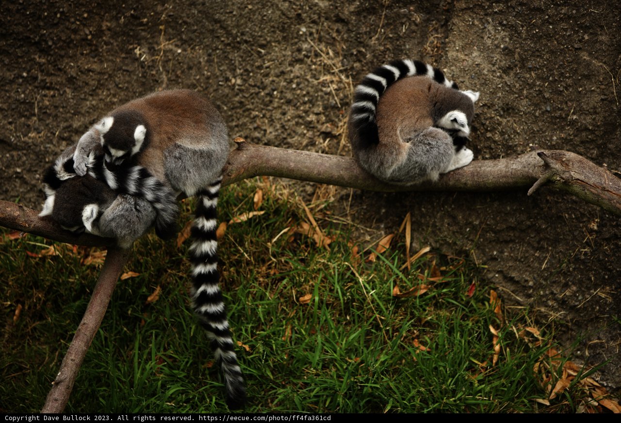 Afternoon Delight at Oakland Zoo