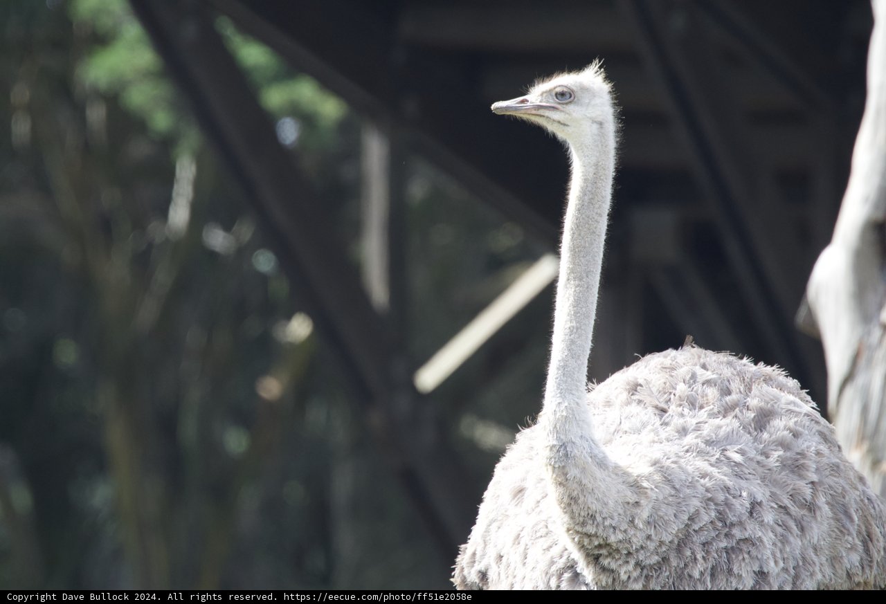 Magnificent Ostrich at SF Zoo, 2024