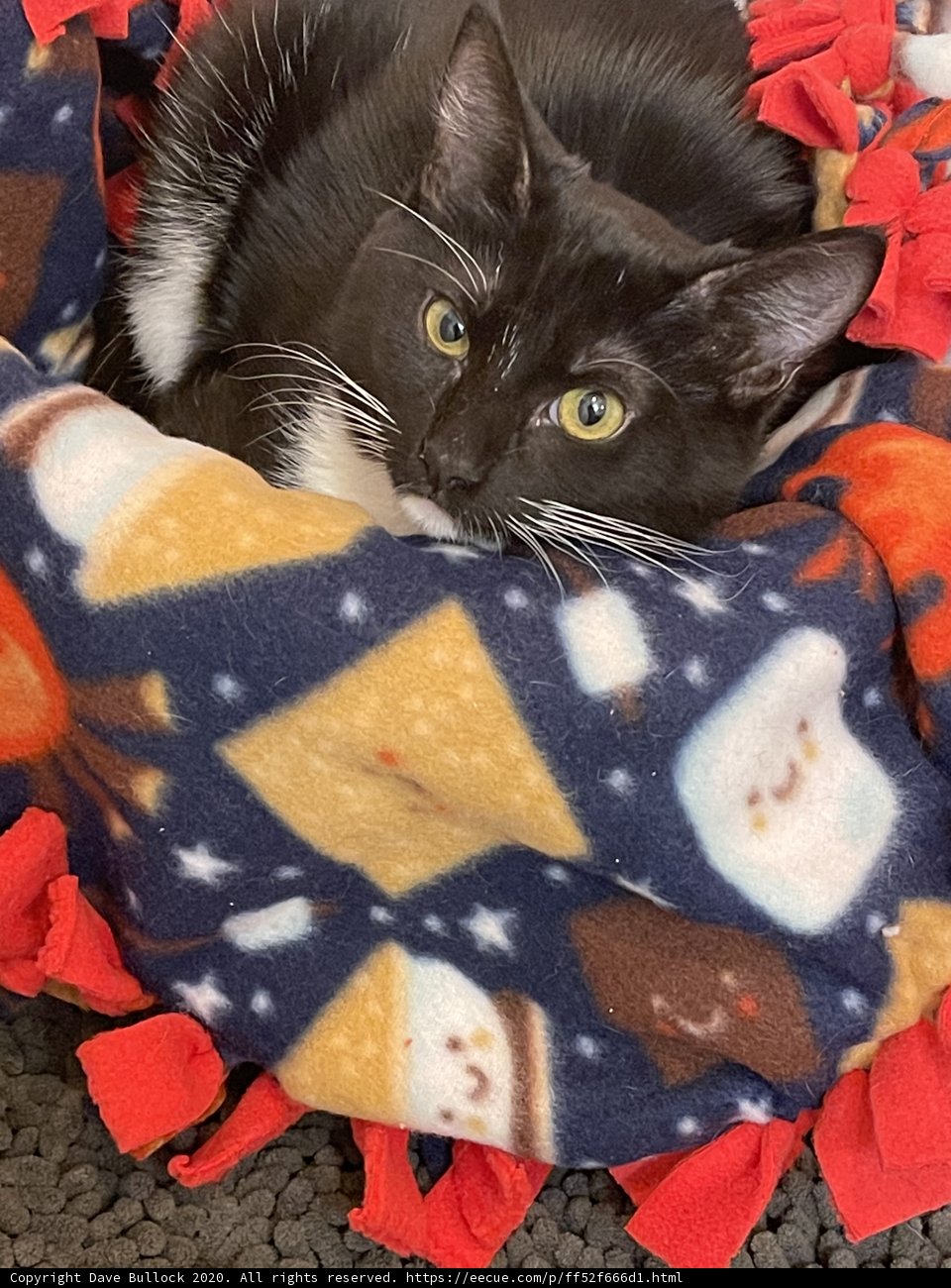 Cozy Feline Resting on a Quilted Blanket