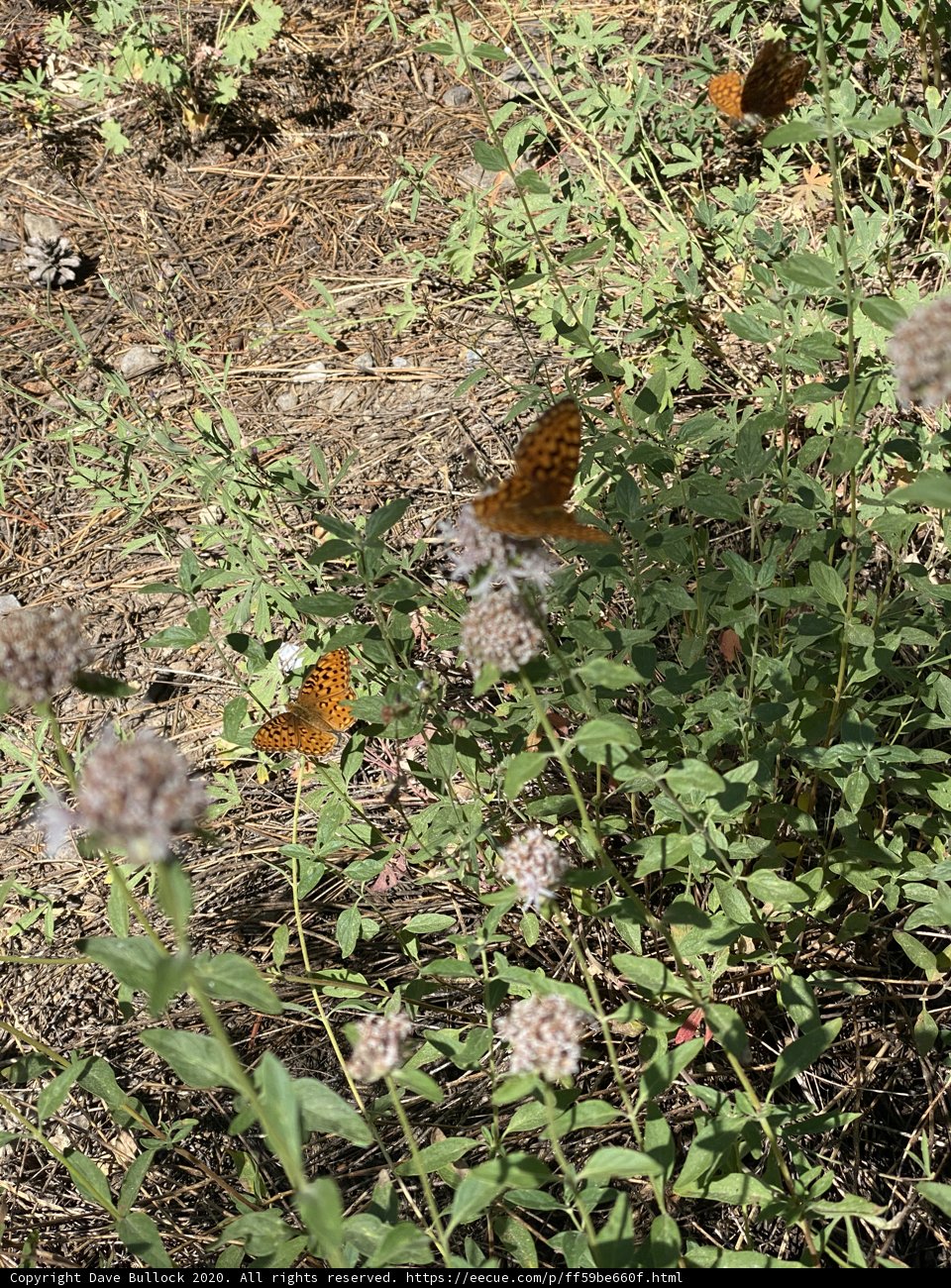 Butterflies Amidst the Herbal Greenery