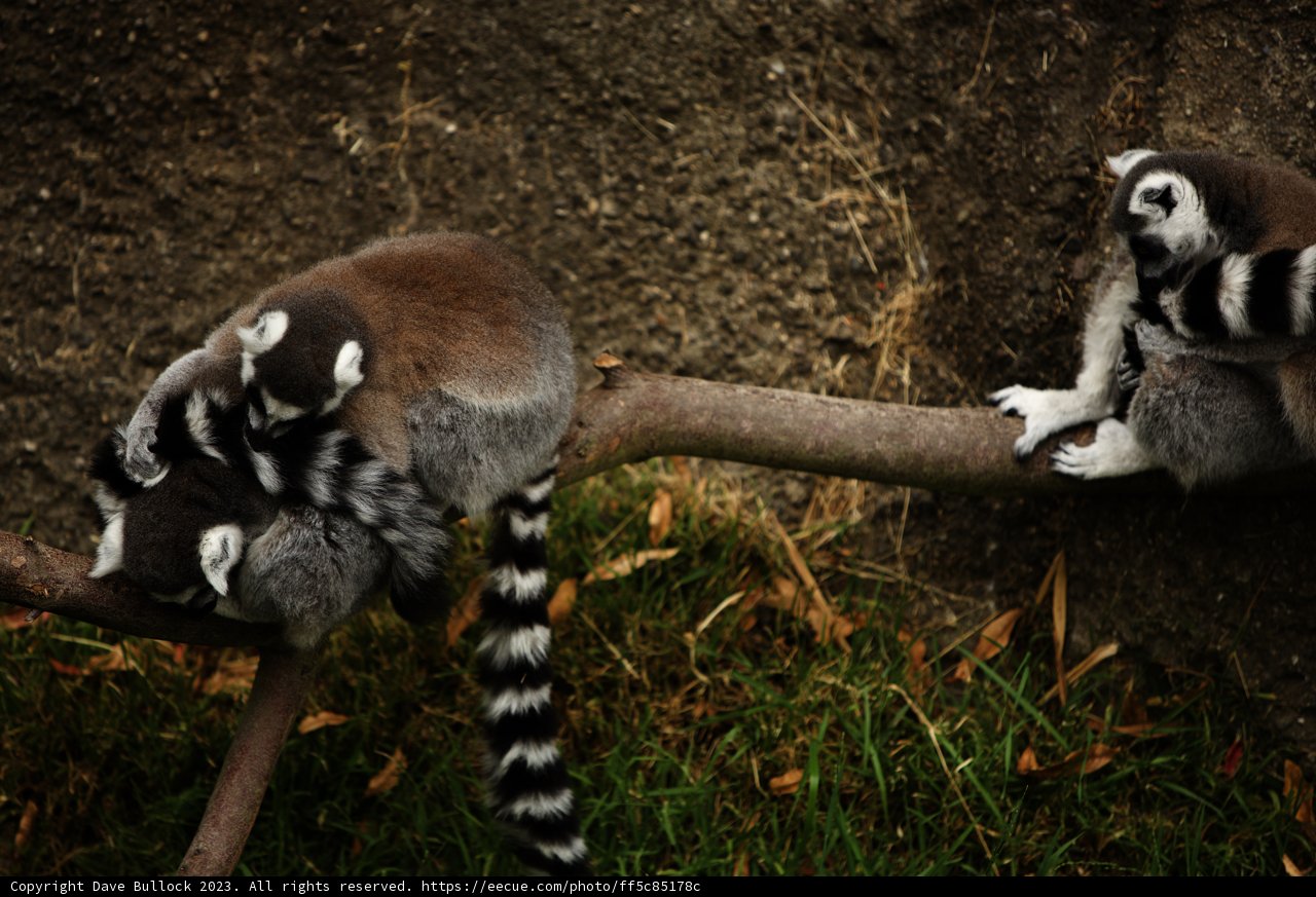 Afternoon Hangout at Oakland Zoo