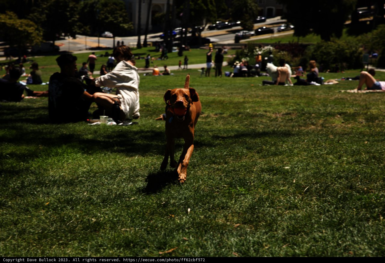 Canine Capers at Dolores Park: Summer 2023