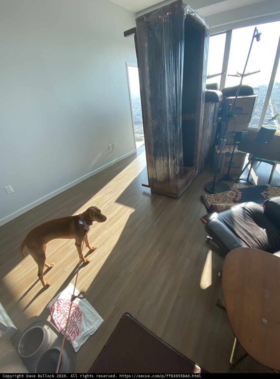 Canine Companion Relaxing in Well-Designed Living Room