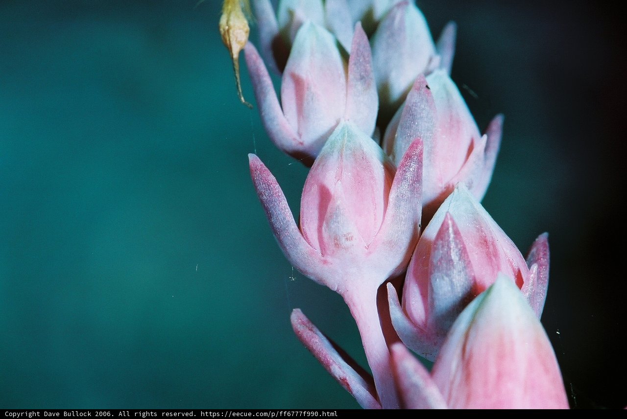 Pretty in Pink