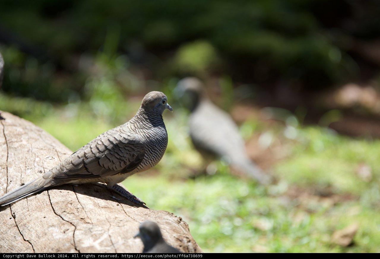 Tranquil Moments at Honolulu Zoo