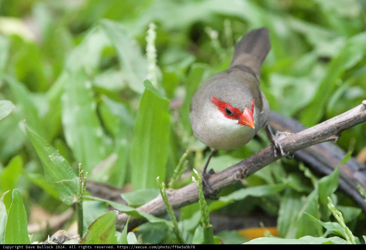 Vivid Glimpse at the Honolulu Zoo: The Red-faced Finch